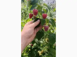 Зображення для оголошення Продам ягоди малини