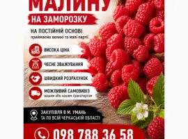 Зображення для оголошення Закуповуємо малину гурт м.Умань 24/7