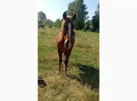 Зображення для оголошення Продам коня