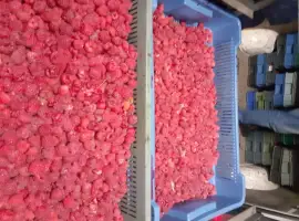 Зображення для оголошення Куплю ягоду малини