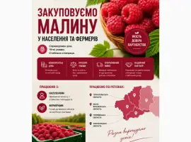Зображення для оголошення Закупляємо свіжу малину сезон 2026