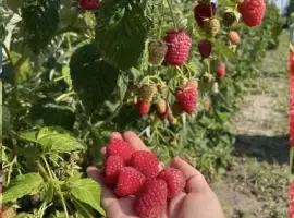 Зображення для оголошення Продам саджанці малини