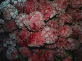 Зображення для оголошення Куплю малину по всій Україні