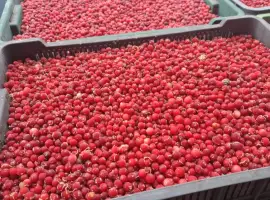 Зображення для оголошення Продам журавлину морожену