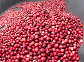 Зображення для оголошення Продам заморожена журавлина оптом від 5 тонн журавлина оптом від 5 тонн Житомирська обл. F