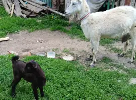 Зображення для оголошення Продам козу з козеням. Ціна договірна