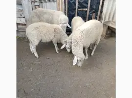 Зображення для оголошення Продам овець