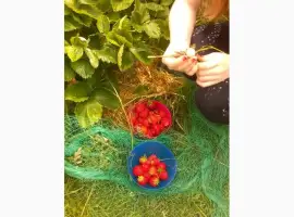 Зображення для оголошення Купити заморожена полуниця оптом полуниця заморожена оптом Сумська обл. якісна партія