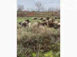 Зображення для оголошення Куплю овец баранів 100 ранг за кг