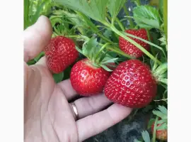 Зображення для оголошення Продам саджанці полуниці
