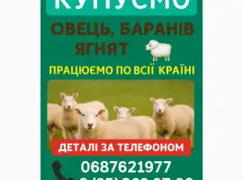 Зображення для оголошення Купую вівці барани ягнята