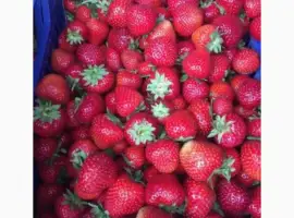 Зображення для оголошення Куплю полуницю на заморозку з хвостиком і без