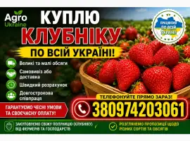 Зображення для оголошення Куплю клубнику по всі Україні в любому обʼємі