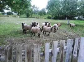 Зображення для оголошення Продам овечок романівської породи