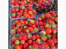 Зображення для оголошення Продам клубнику родам