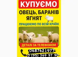 Зображення для оголошення Куплю Вівці Барани Ягнята
