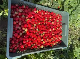 Зображення для оголошення Куплю полуницю без хвостика і з хвостиком