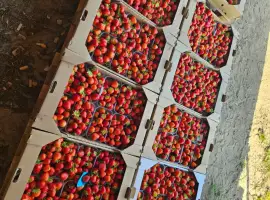 Зображення для оголошення Продам свіжу полуницю