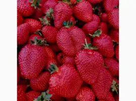 Зображення для оголошення Продаєм свіжу полуницю