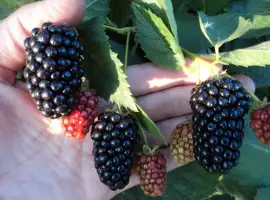 Зображення для оголошення Купуємо ягоди садової ожини