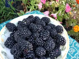 Зображення для оголошення Куплю Ожину на заморозку