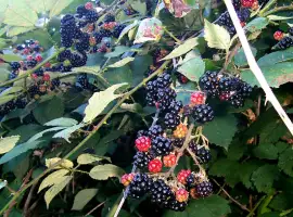 Зображення для оголошення Куплю ягоди ожини