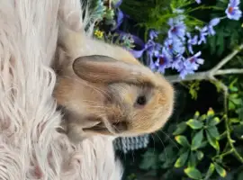 Зображення для оголошення Кролики мини декоративные