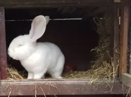 Зображення для оголошення Продам кролицю (самка)