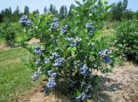 Зображення для оголошення Закуповуємо лохину на вигідних умовах
