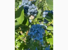 Зображення для оголошення Куплю лохину дорого від виробника. Швидка оплата
