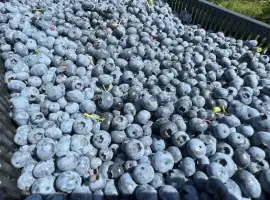 Зображення для оголошення Дорого куплю ЛОХИНУ на заморозку