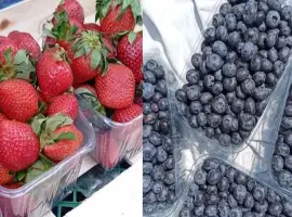 Зображення для оголошення Продам свіжу полуницю та лохину. Продаж оптом та в об’ємі