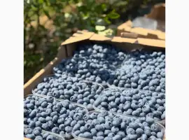 Зображення для оголошення Продам лохину сортів Дюк