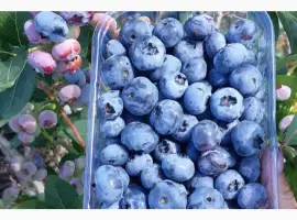 Зображення для оголошення Продамо лохину від 200 кг
