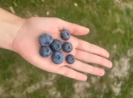 Зображення для оголошення Продам ягоду лохини гурт/роздріб