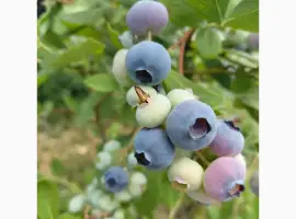 Зображення для оголошення Продам ягоду лохини