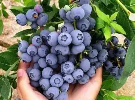 Зображення для оголошення Приймаємо лохину дорого
