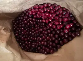 Зображення для оголошення Продам вишню