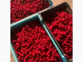 Зображення для оголошення Продам вишню свіжу