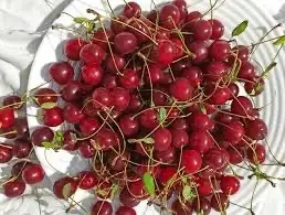 Зображення для оголошення Куплю вишню садову опт від 5 тонн Дніпропетровська обл