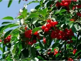Зображення для оголошення Куплю вишню садову опт від 5 тонн Київська обл