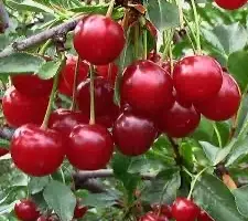 Зображення для оголошення Закупівля садової вишні опт від 5 тонн Тернопільська обл