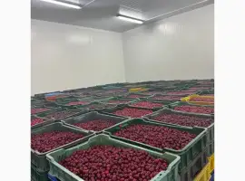 Зображення для оголошення Продам вишню охолоджену/заморожену