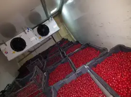 Зображення для оголошення Продам ВИШНИ