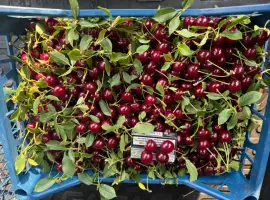Зображення для оголошення Продам садовую вишню (заморозка)