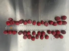 Зображення для оголошення Продам вишню заморожену з кісточкою