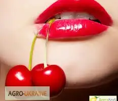 Зображення для оголошення Вишня куплю