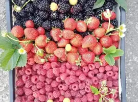 Зображення для оголошення Куплю смородину порічку вишню