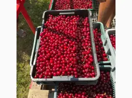Зображення для оголошення Продам вишню