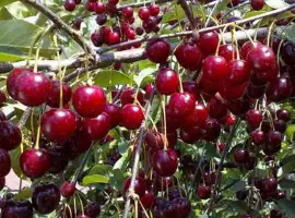Зображення для оголошення Продам вишню садовую и от населения 2026 ! Свежую или замороженную